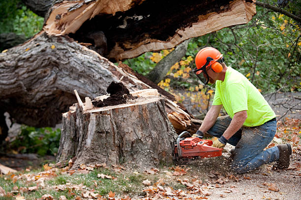 Best Tree Pruning Services  in Santa Venetia, CA